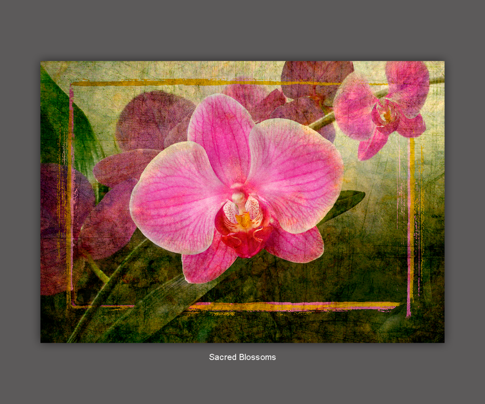 Pam Brodersen - 8 Sacred Blossoms